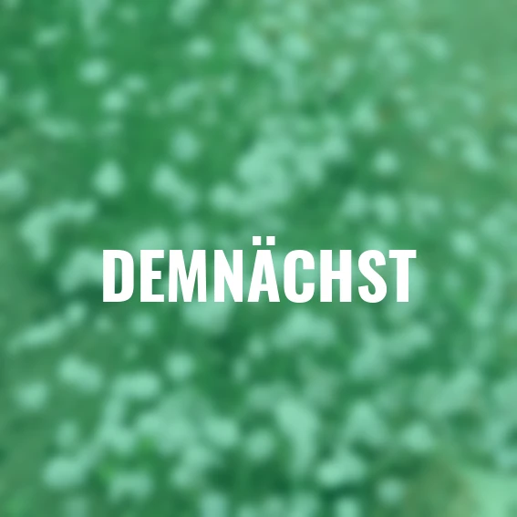 Schleierkraut, weiß