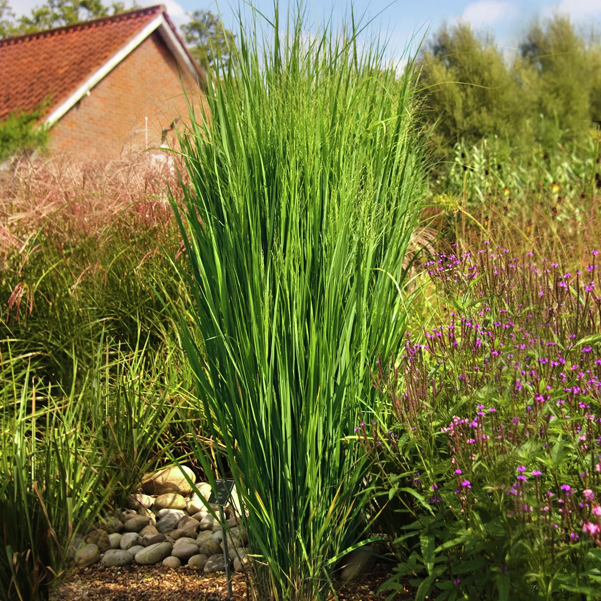 Säulen-Rutenhirse Northwind