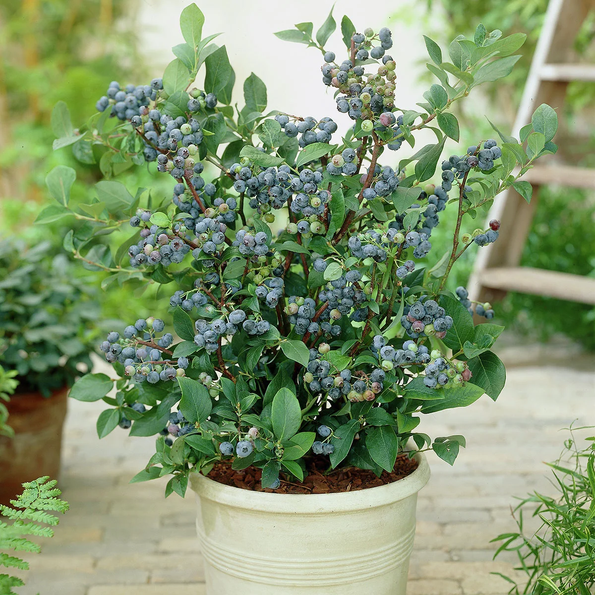 Topf-Heidelbeere Northcountry