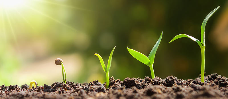 Dünger im Garten – der richtige Dünger für jede Pflanze