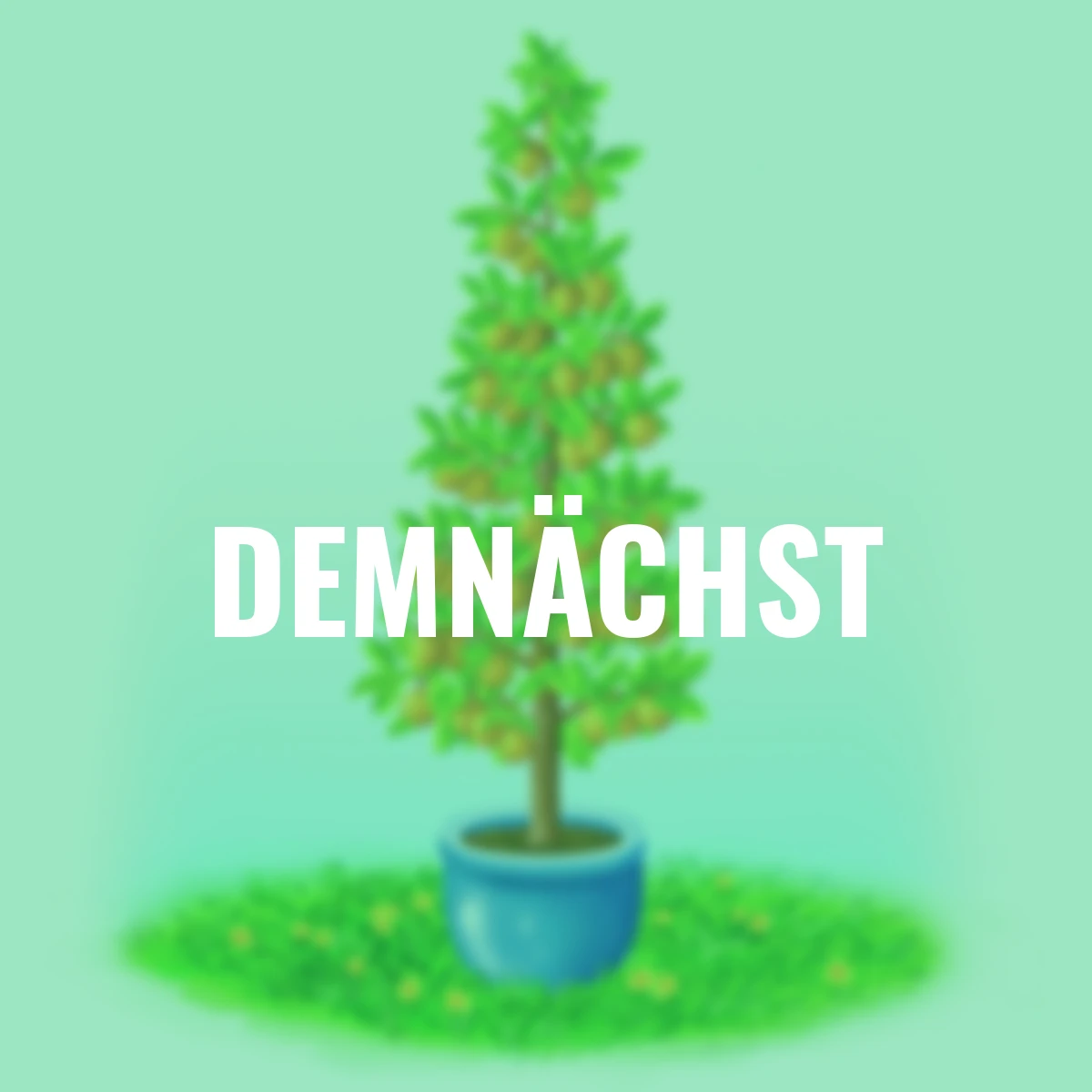 Säulen-Mirabelle Mirastolz