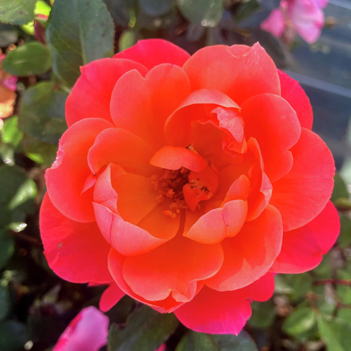 Beetrose Sugar Candy Rose®