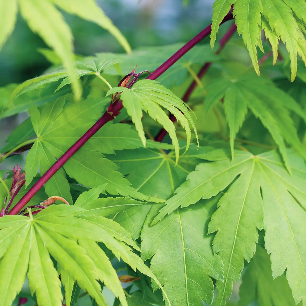 Japanischer Fächerahorn Sangokaku
