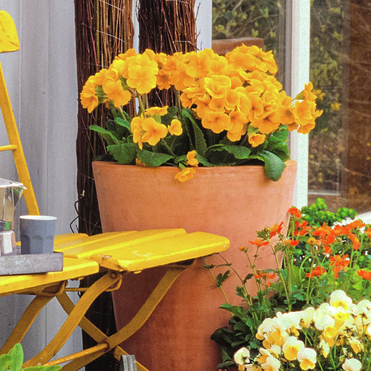 Stängel-Primel Inara® Gold