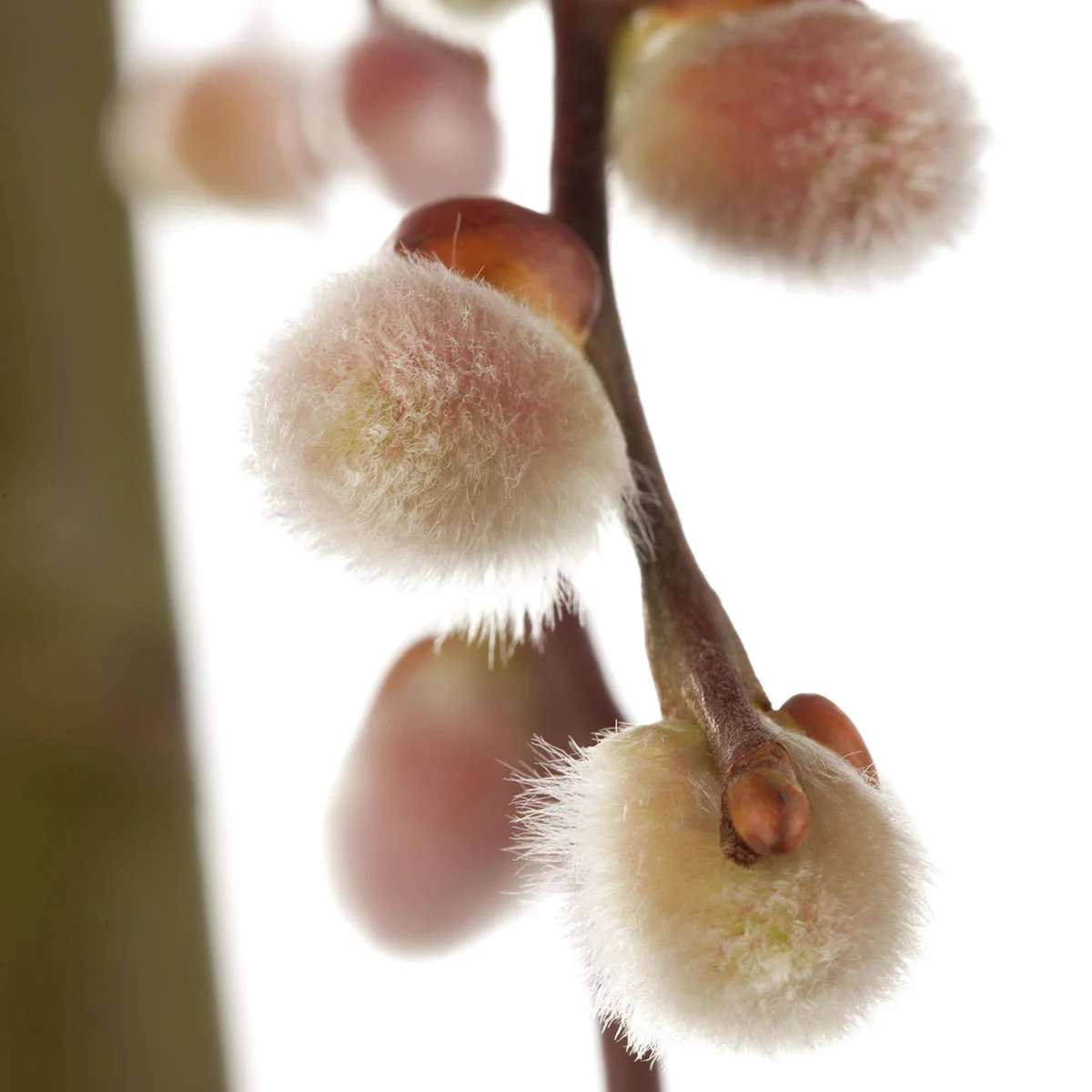 Hängende Kätzchenweide