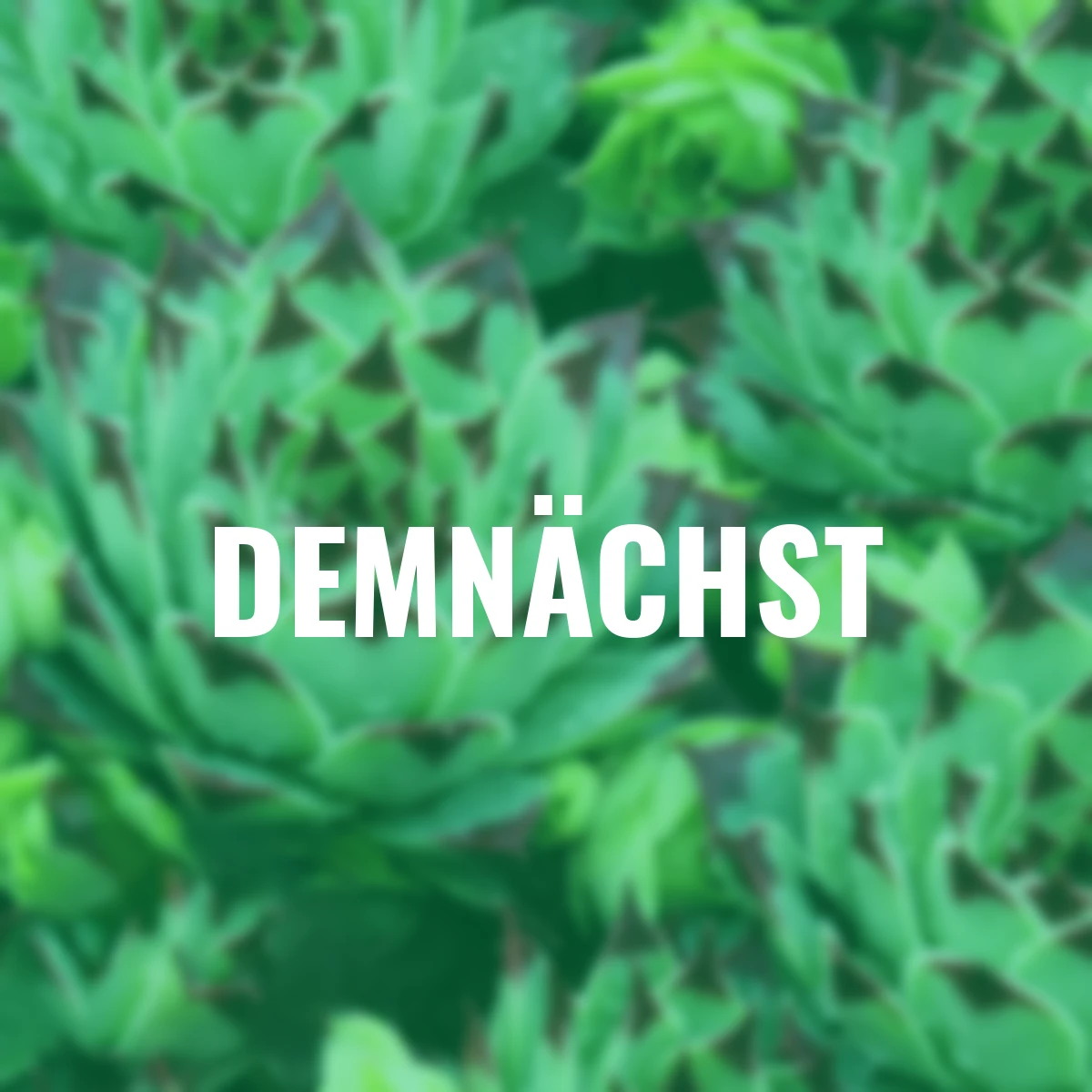 Hauswurz Chick Charms® Mint Marvel