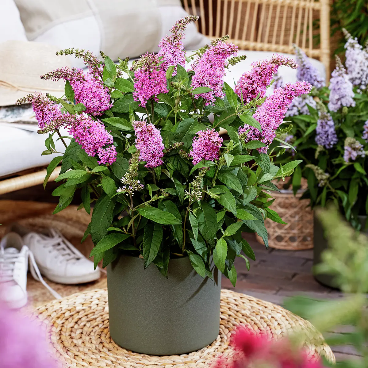 Zwerg-Schmetterlingsflieder Butterfly Candy® Little Pink