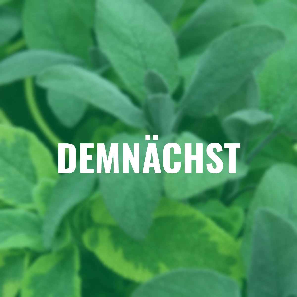 Kräuterpflanze Vital Salbei Evita