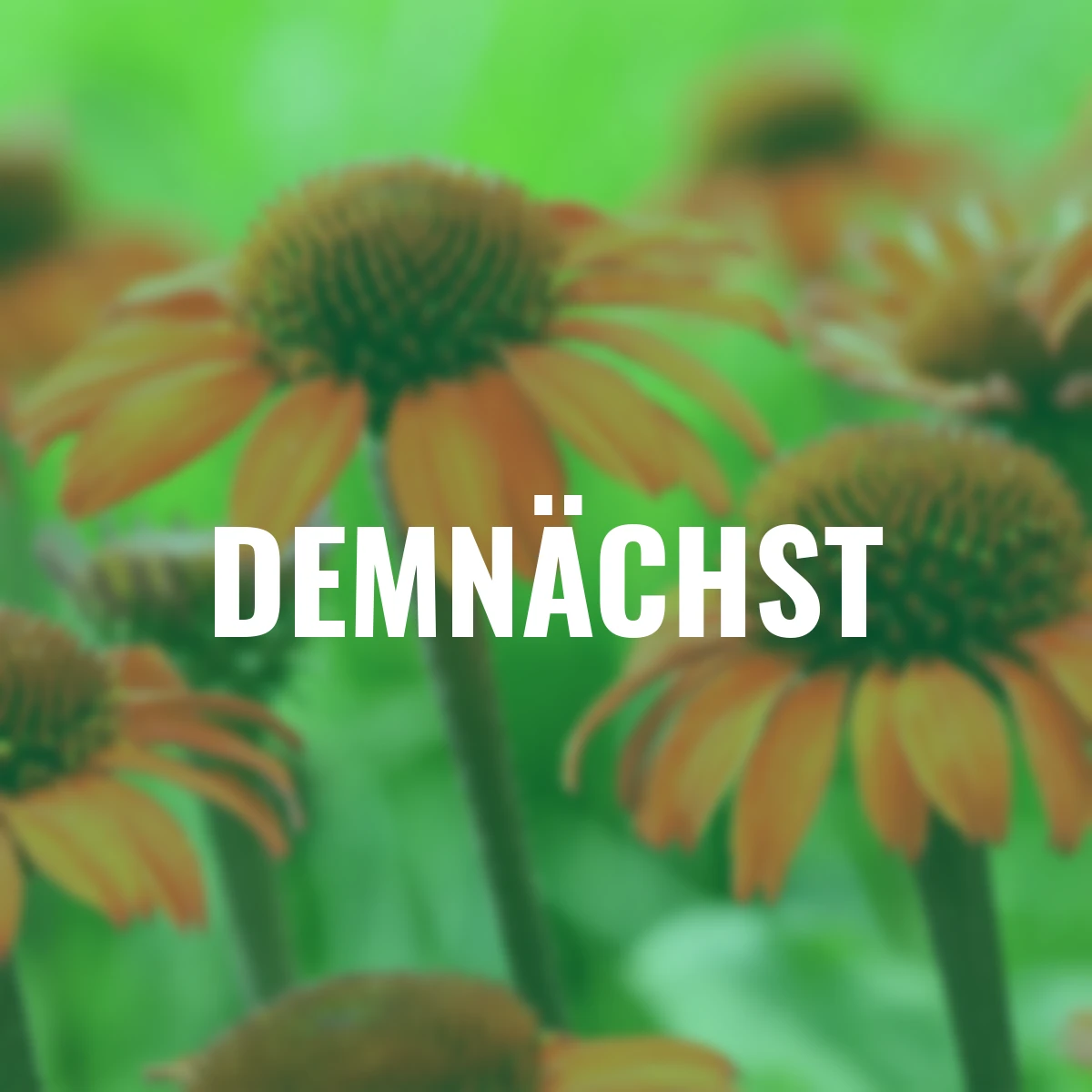 Sonnenhut Big Sky(TM) Sunset