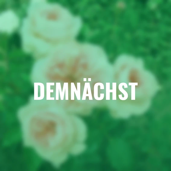 Kletterrose Sabrina®