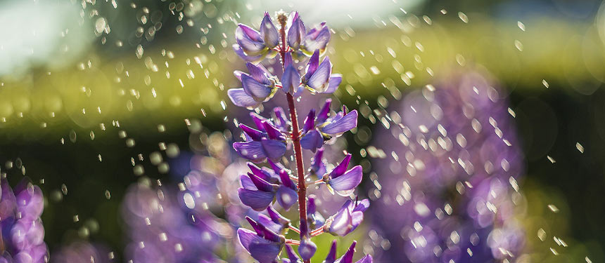 Farbenprächtige Staudenblüte im Sommergarten