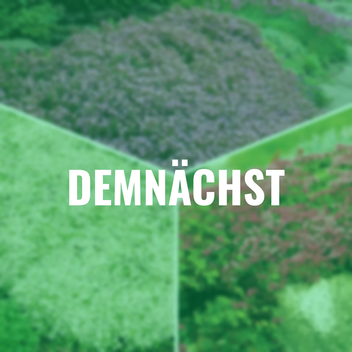 Stauden-Set Duftteppich, 9 Stück