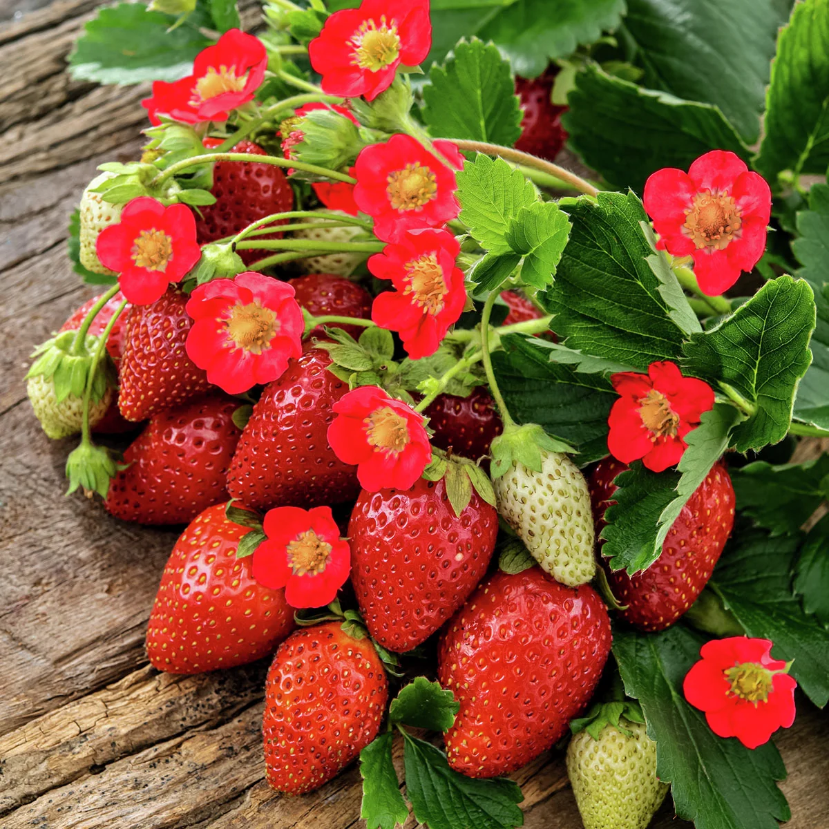 Balkon-Erdbeere, rotblütig