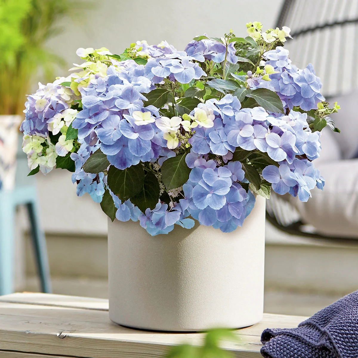 Gartenhortensie French Bolero, blau