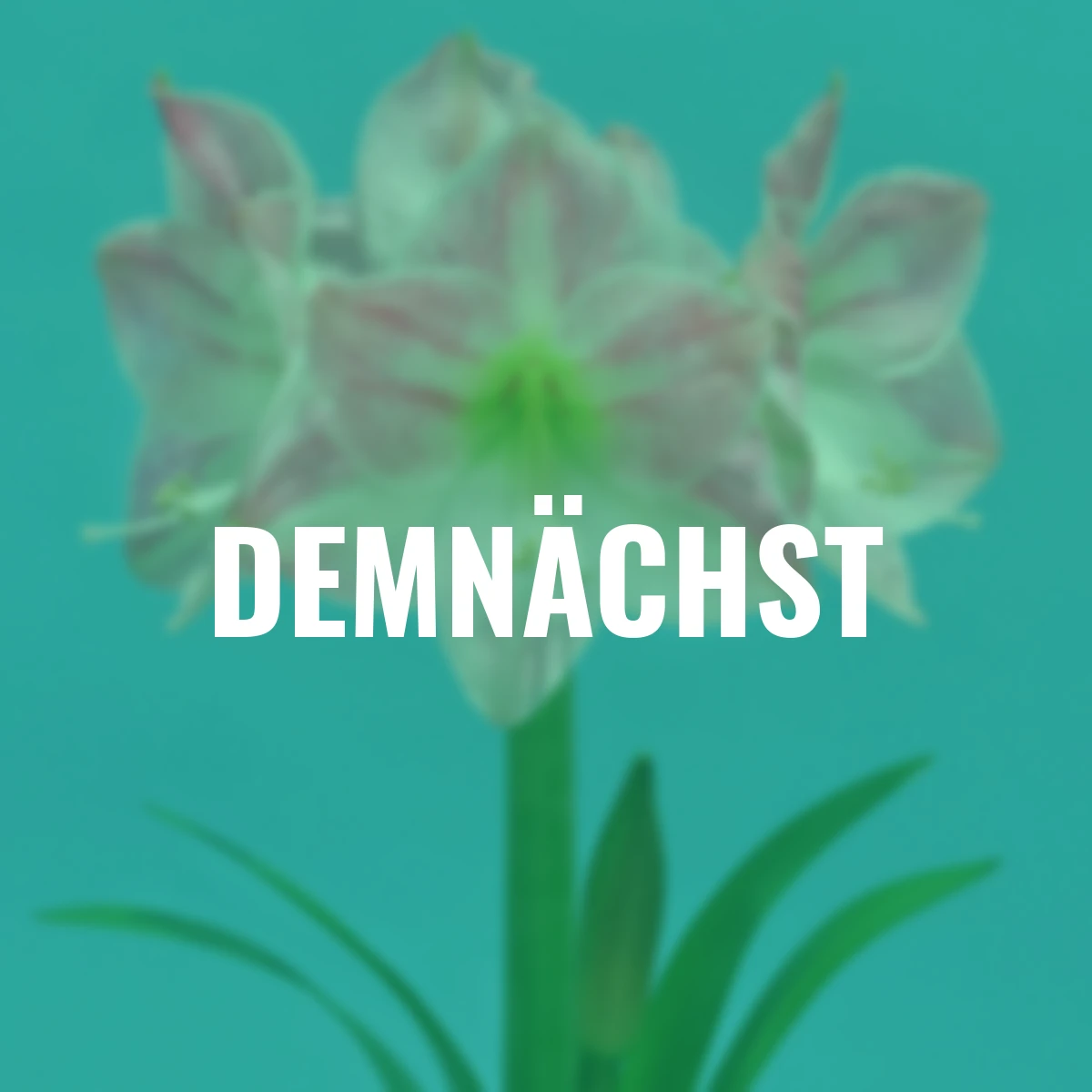 Amaryllis Cherry Bloss