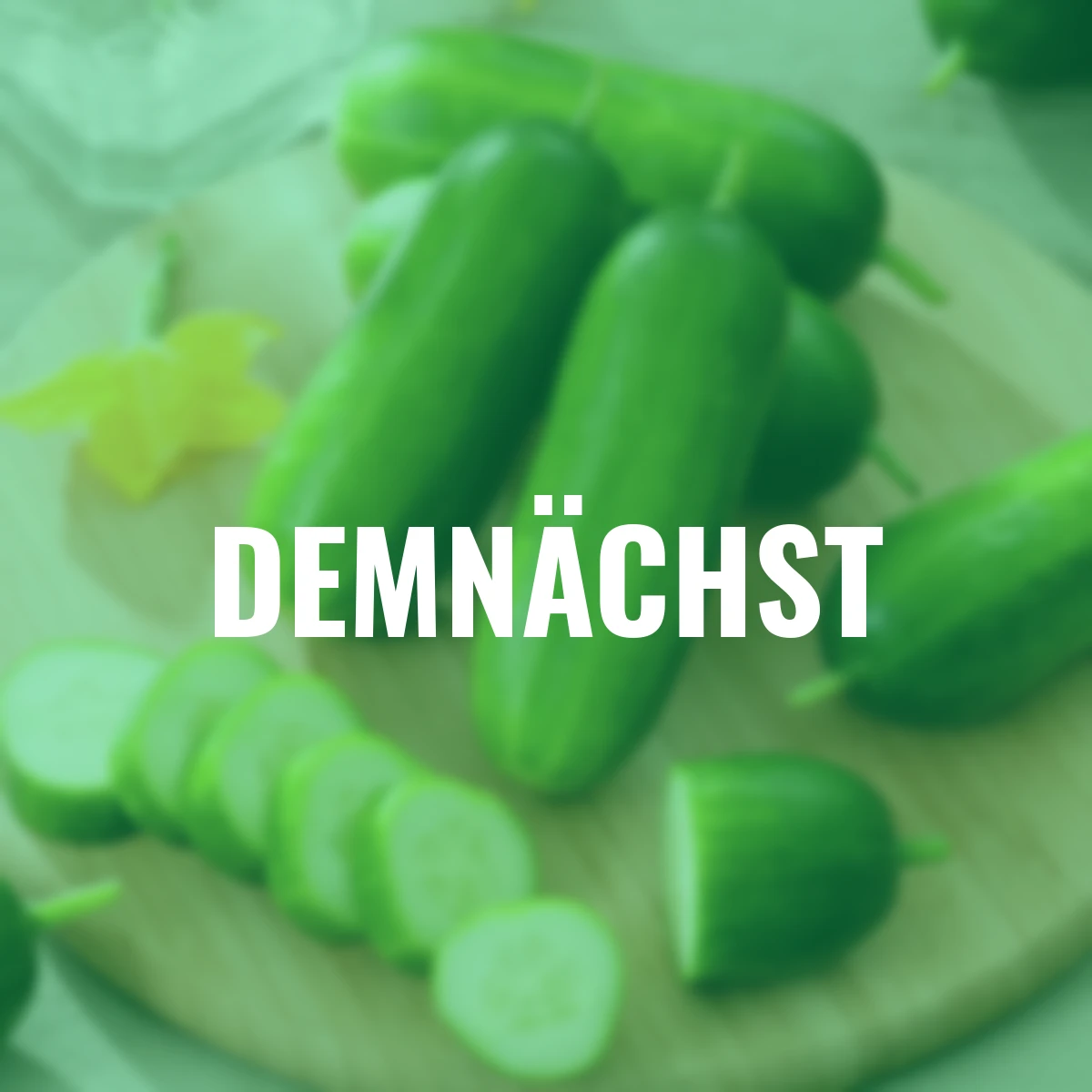 BIO Salatgurkensamen Sonja