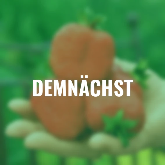 Erdbeere Sweet Mary®