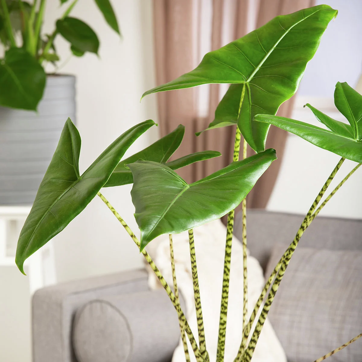 Elefantenohr Zebrina, im ca. 24 cm-Topf