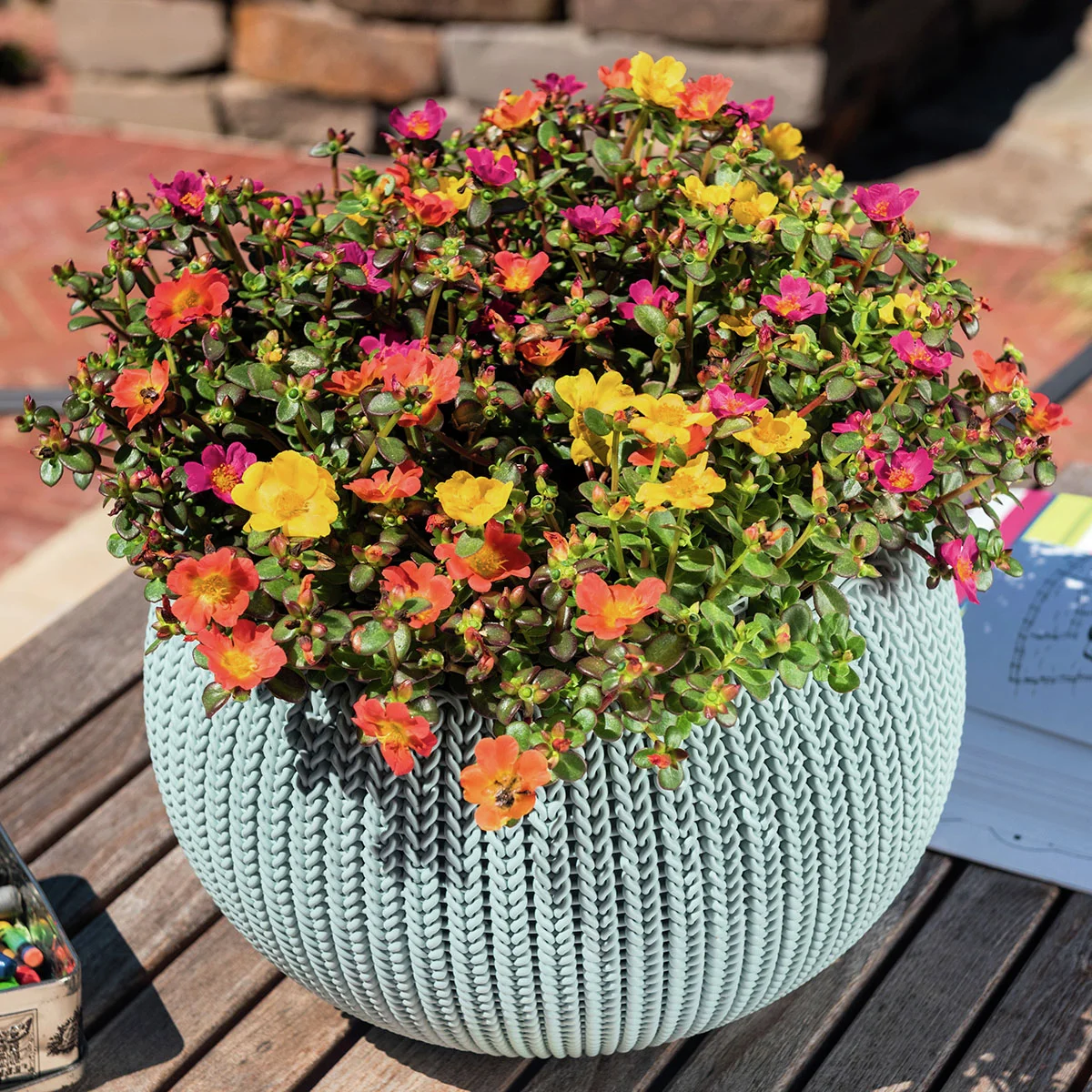 Portulac-Röschen, bunt