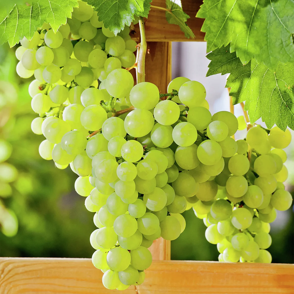 Weintraube des Nordens