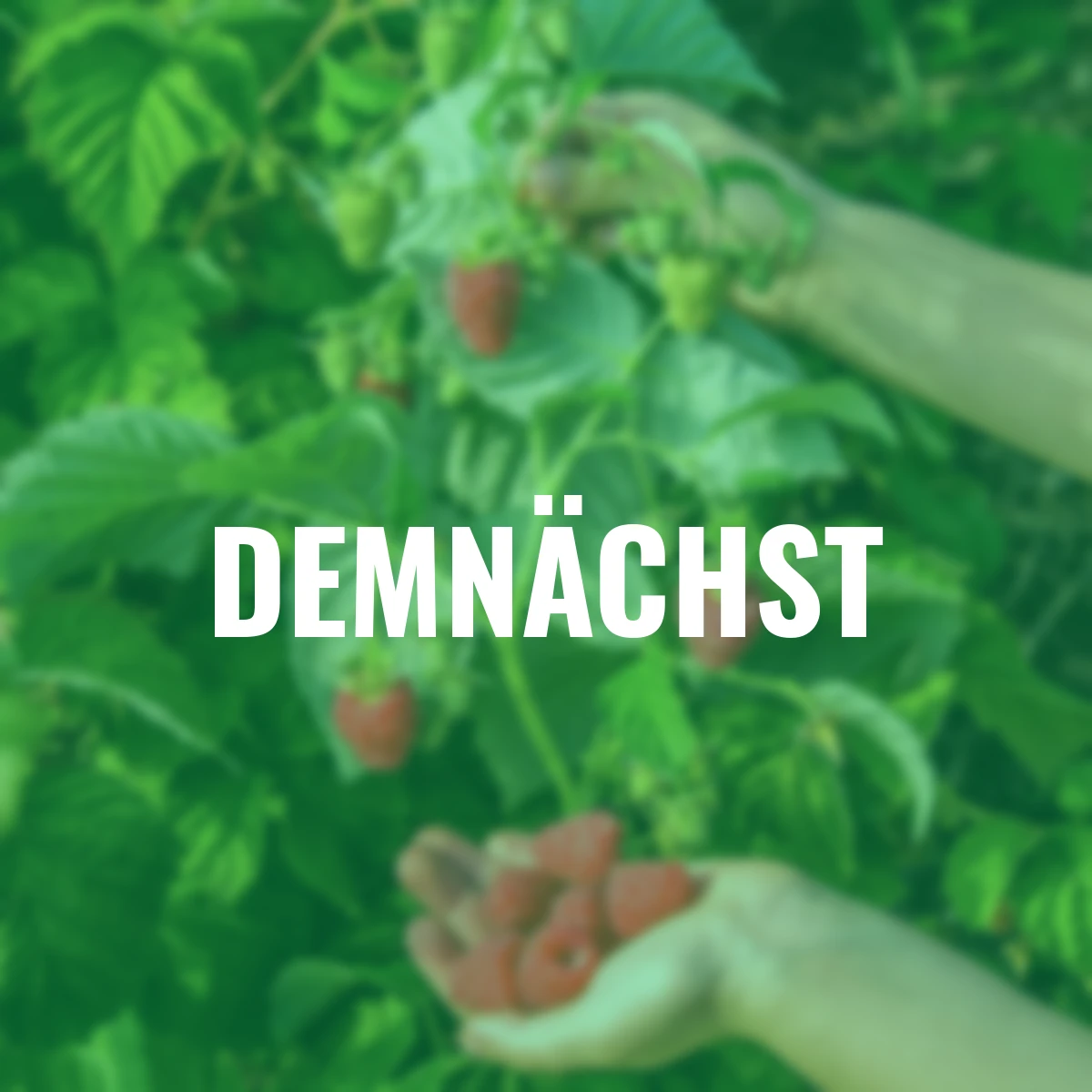 Himbeere Twotimer® Sugana® Red, Höhe ca. 40-50 cm