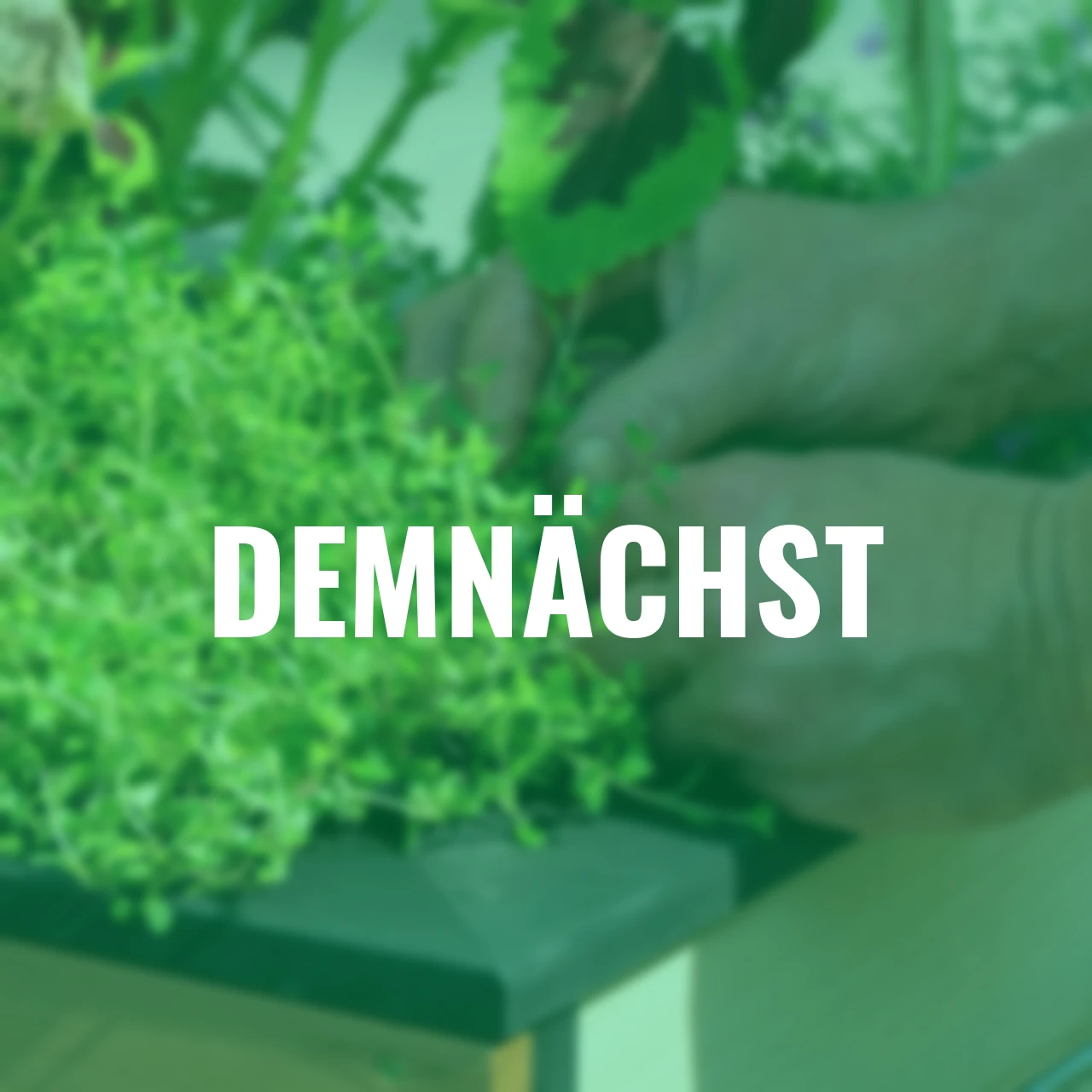 Hochbeet Wheely auf Rollen