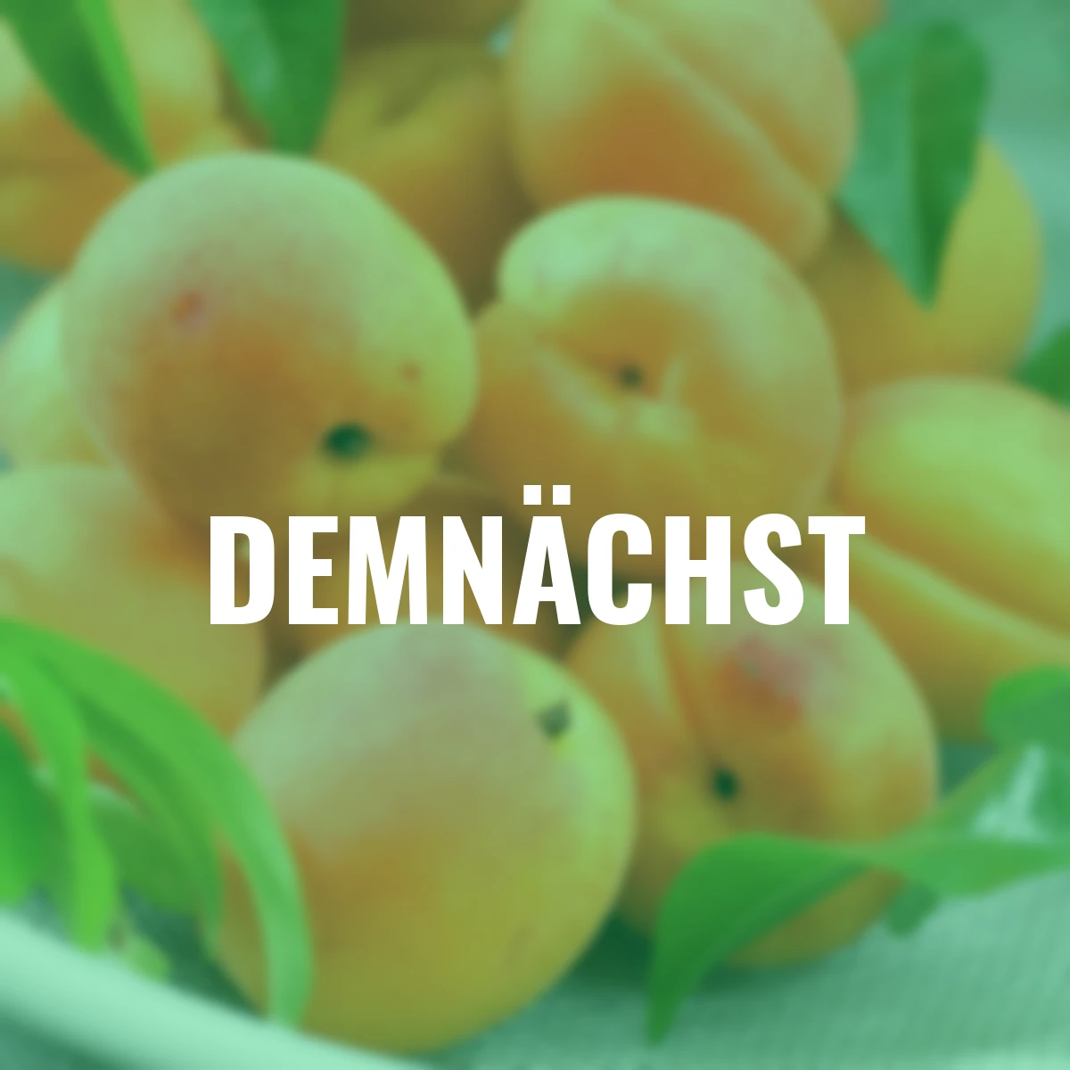 Zwergobst Zwerg-Aprikose