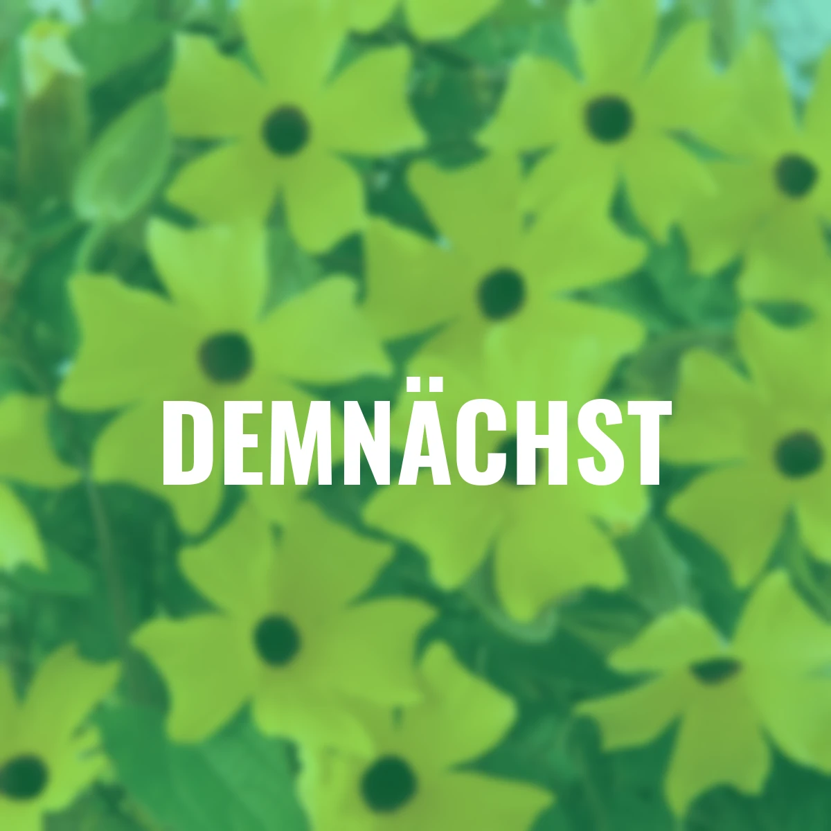 Schwarzäugige Susanne, Trio Pyramide