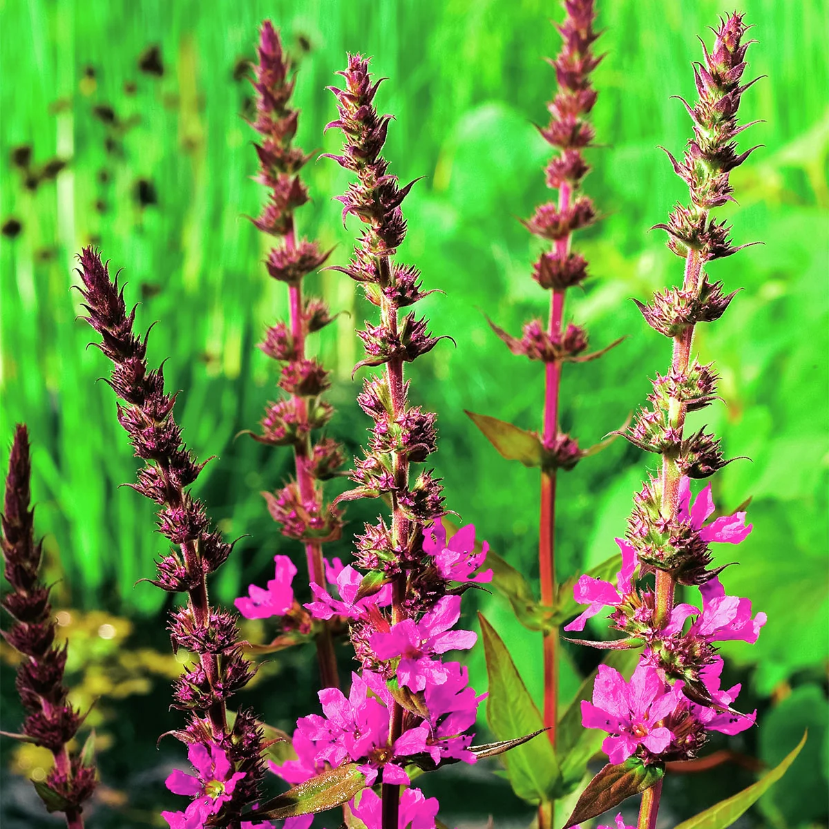 Blutweiderich, im ca. 17 cm-Topf