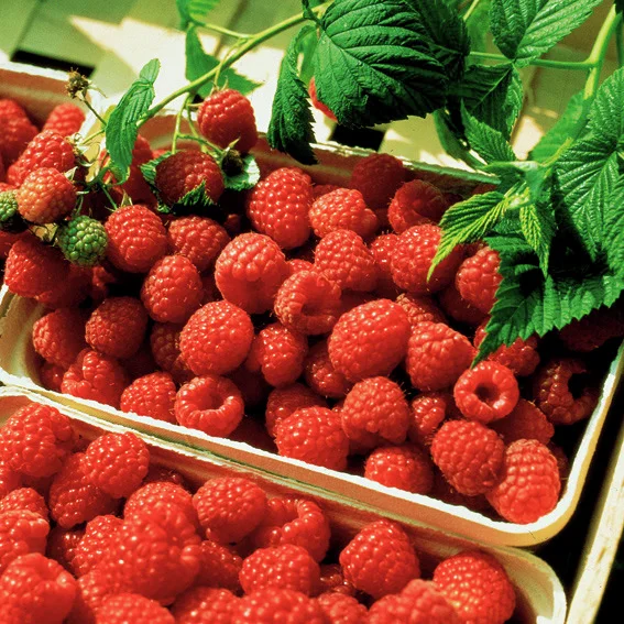 Obst-Set Himbeer-Zauber, 9 Pflanzen