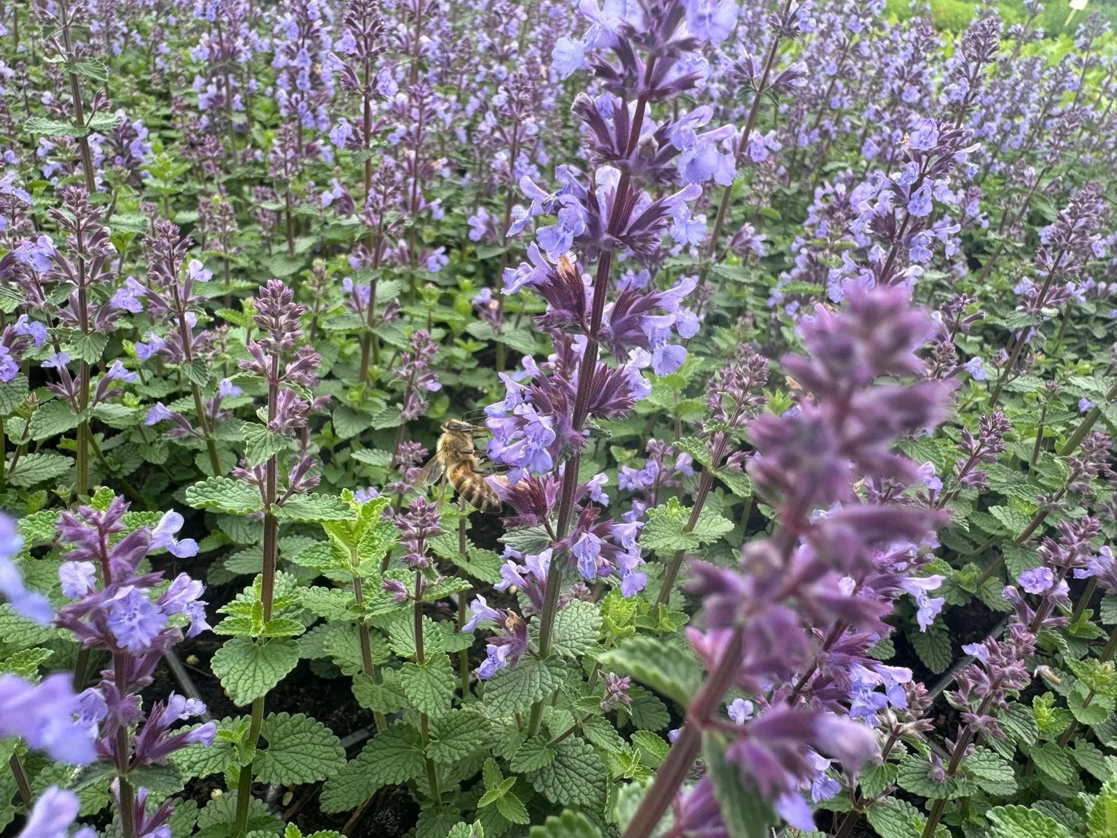 Großblütige Katzenminze Cats Pajamas