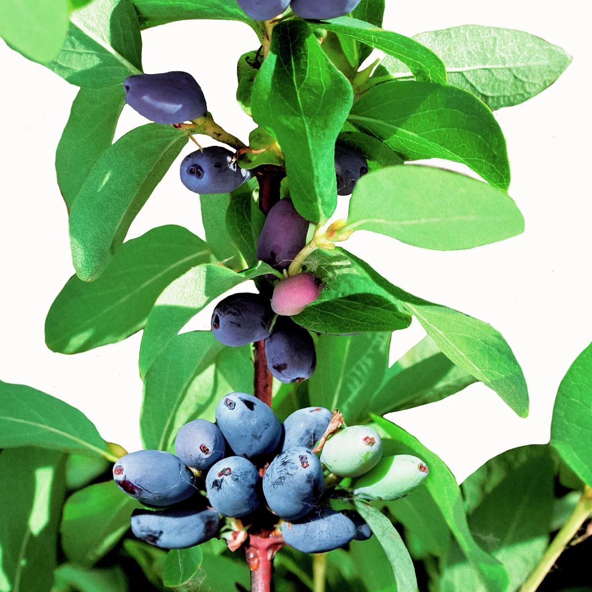 Lenzbeere® Maiengruß