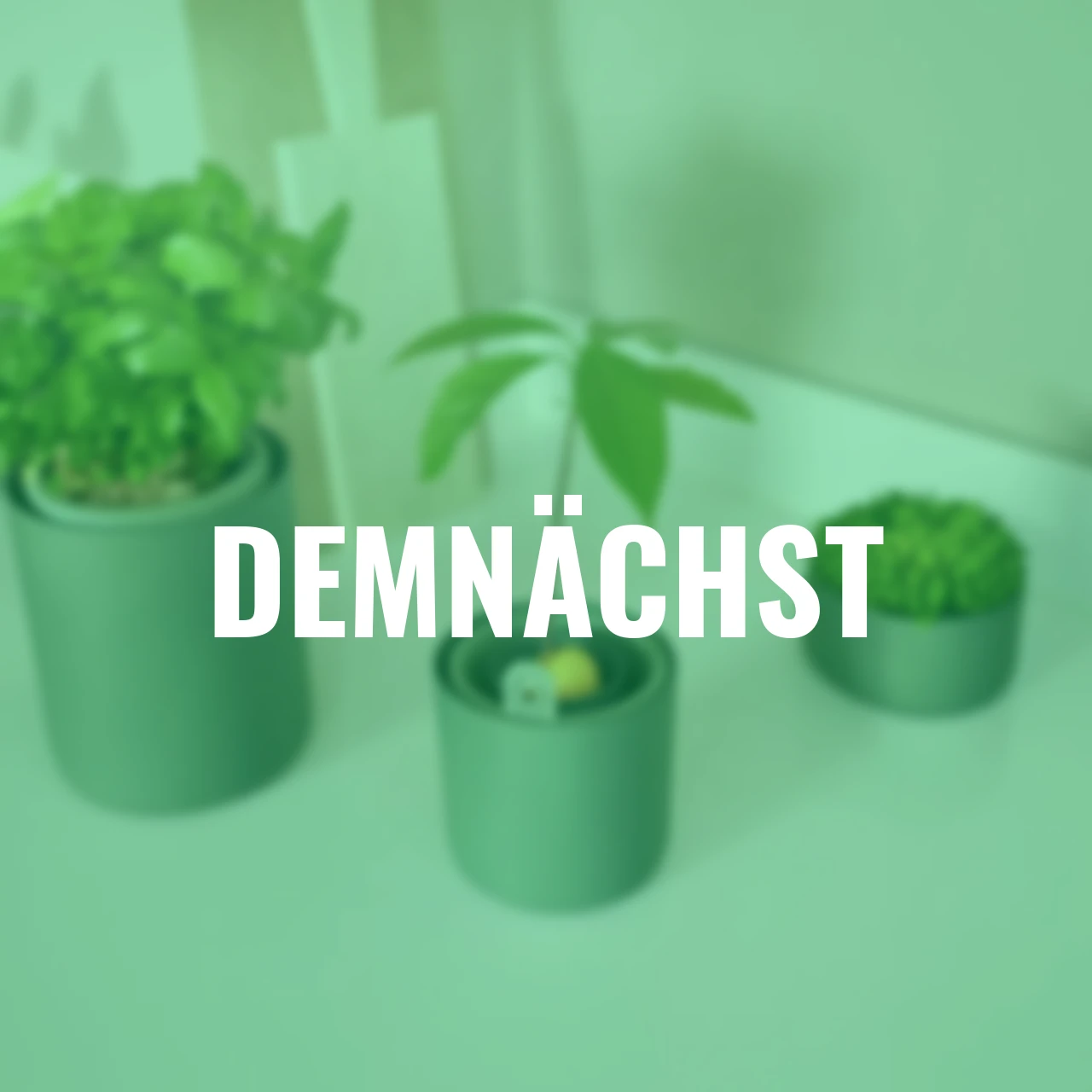 Avocado-Topf Amazing Avocado 12 cm grün