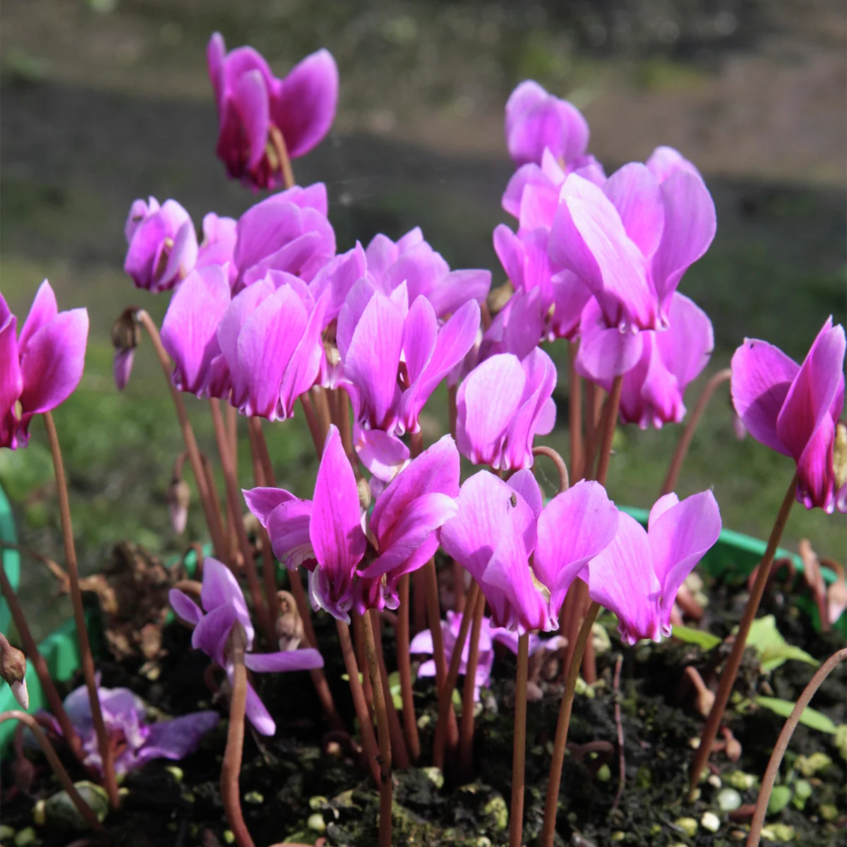 Herbst-Alpenveilchen, rosa