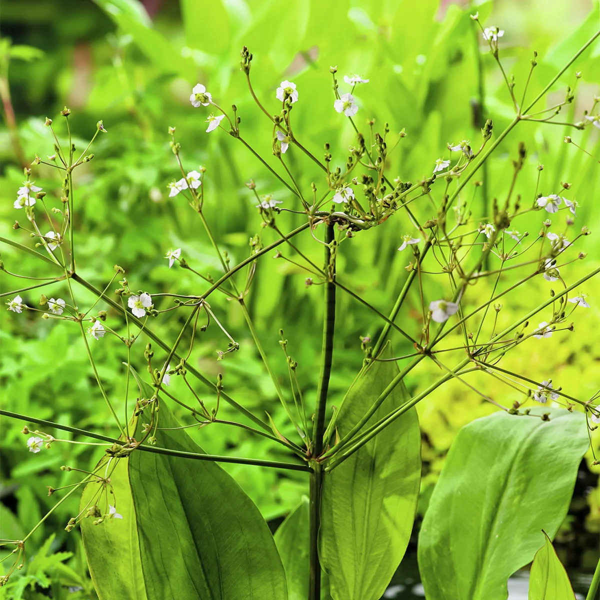 Gemeiner Froschlöffel