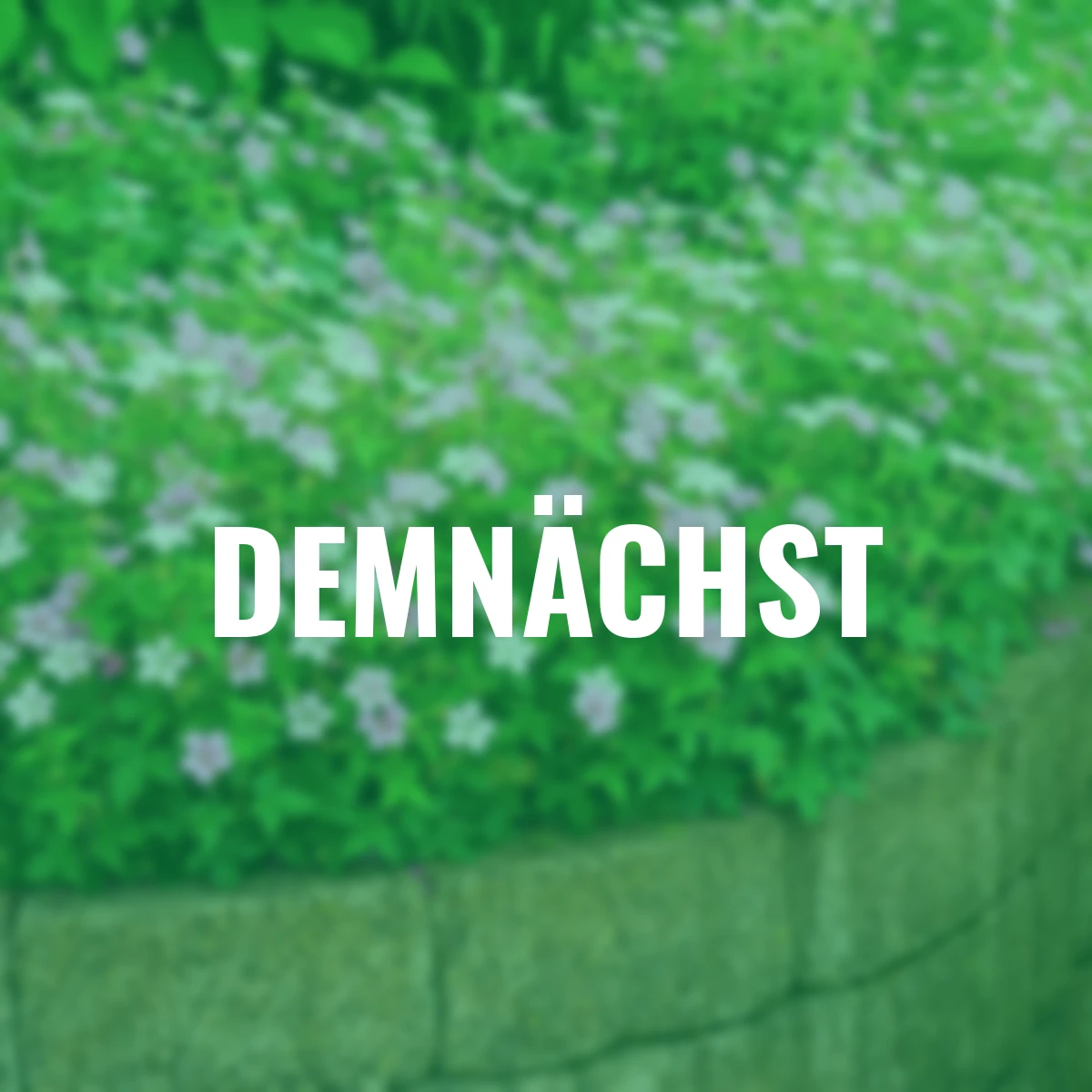 Oxford-Storchschnabel Rose Clair