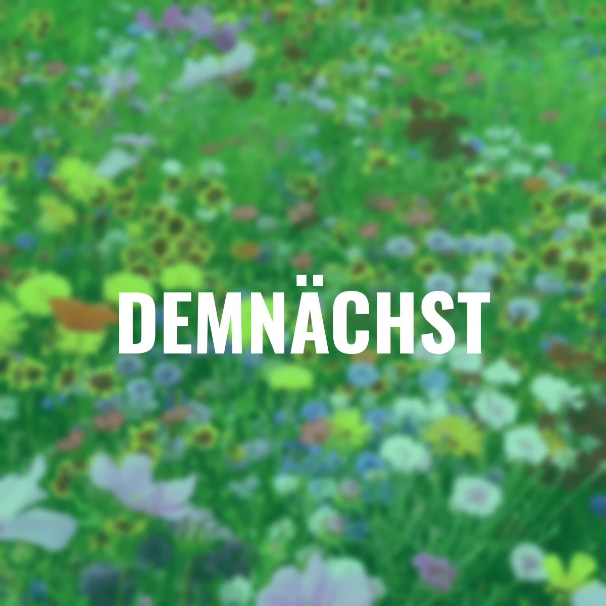 Blumen-Wiesensamen, 250 g