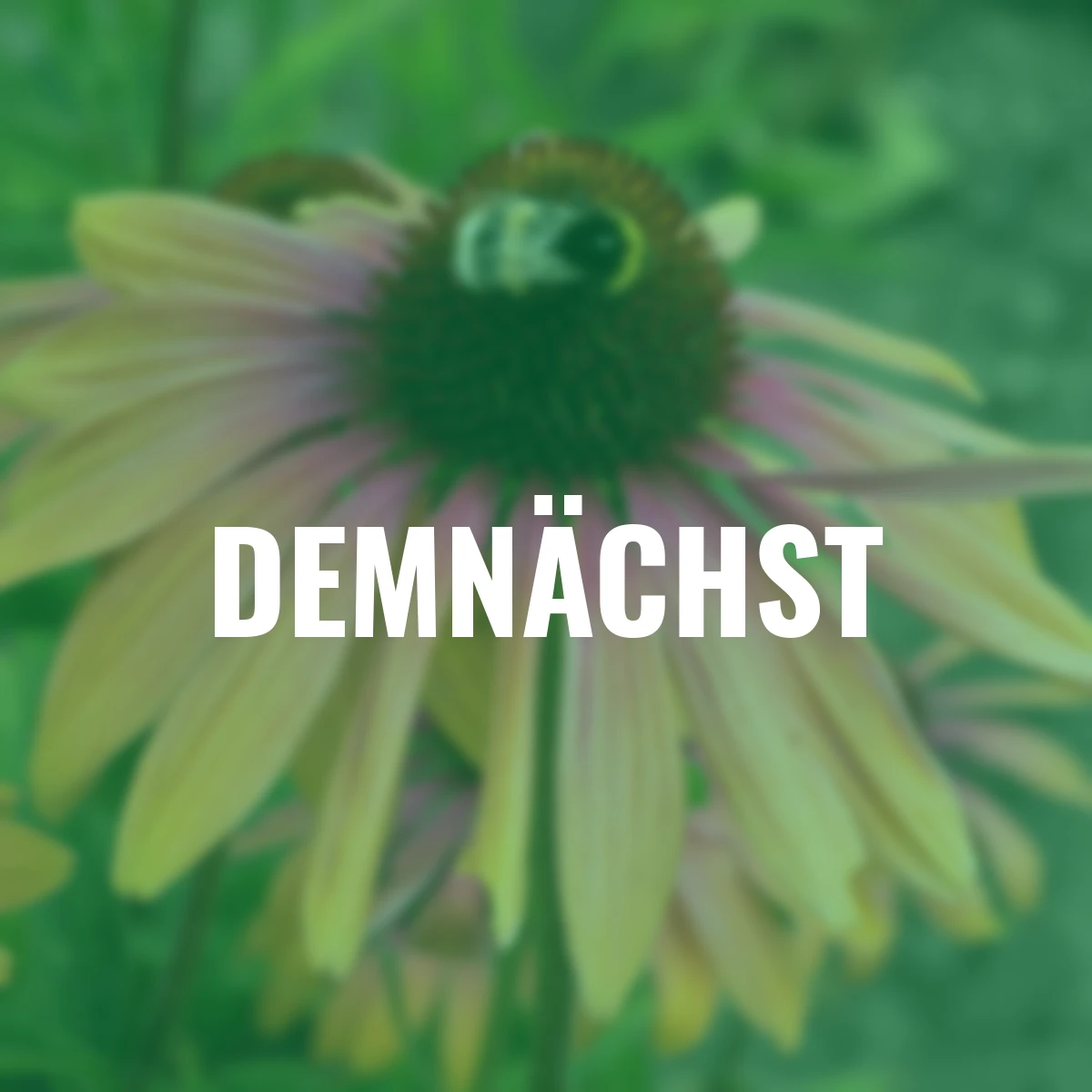 Scheinsonnenhut Rainbow Marcella