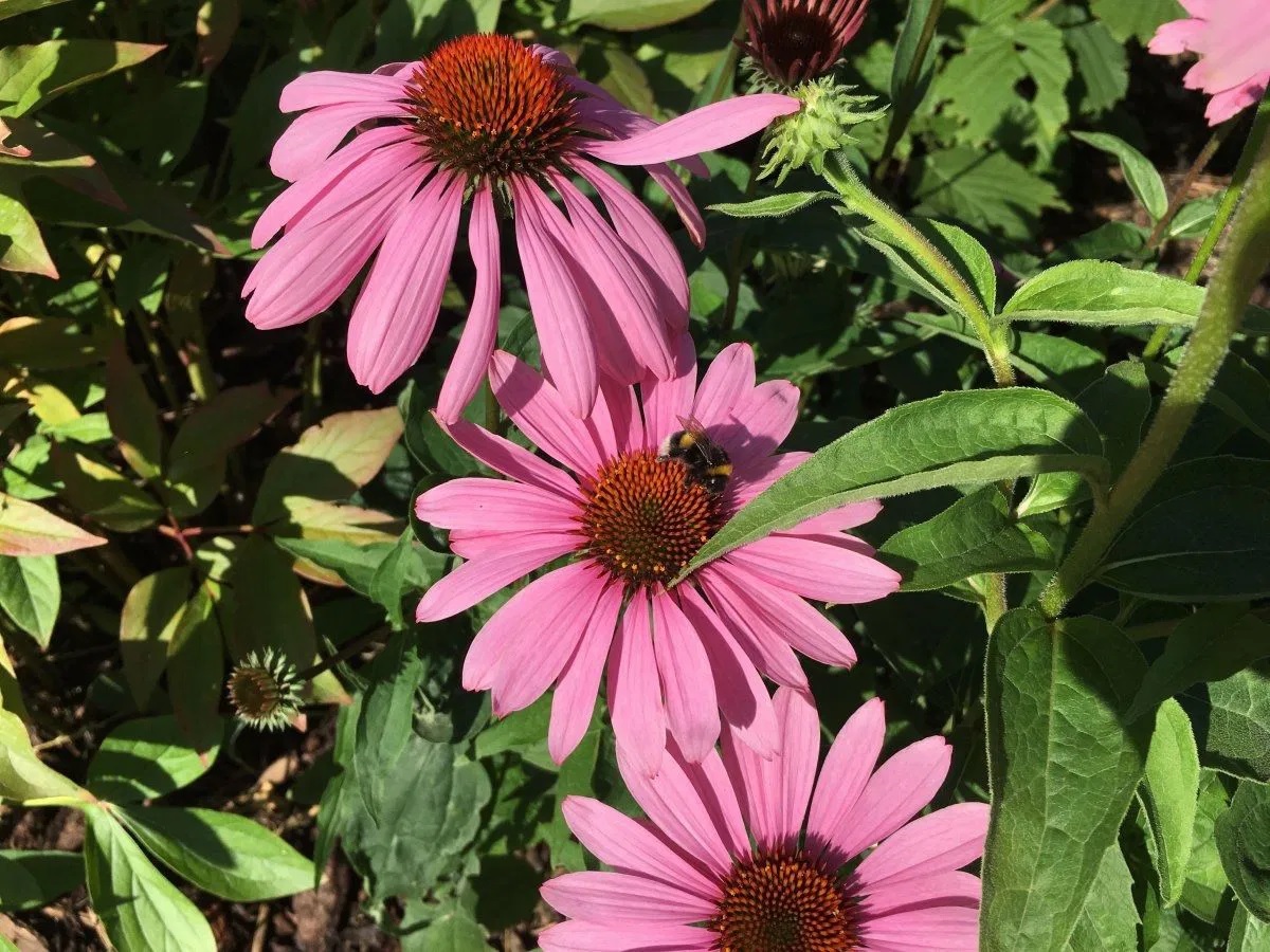 Scheinsonnenhut Leuchtstern