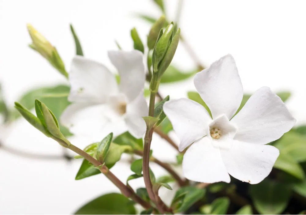 Jungfernkraut Immergrün Gertrude Jekyll