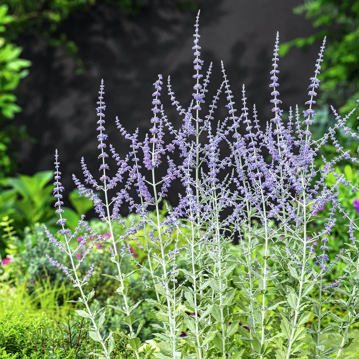 Blauraute Silvery Blue