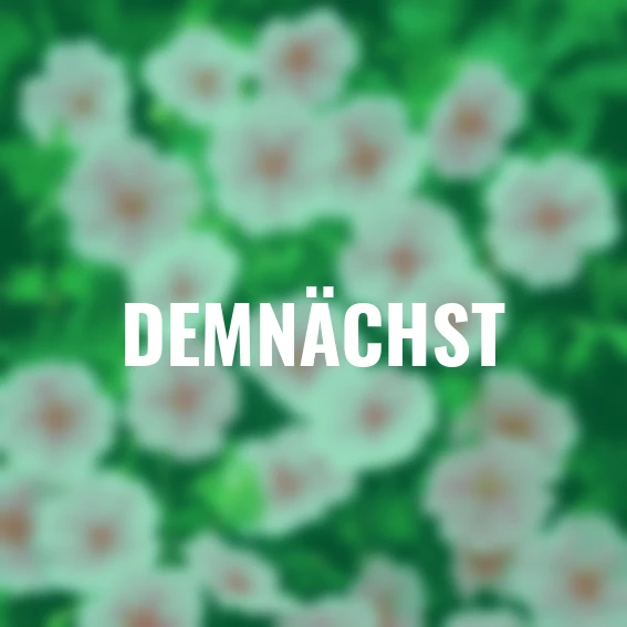 Storchschnabel Marathon-Geranie