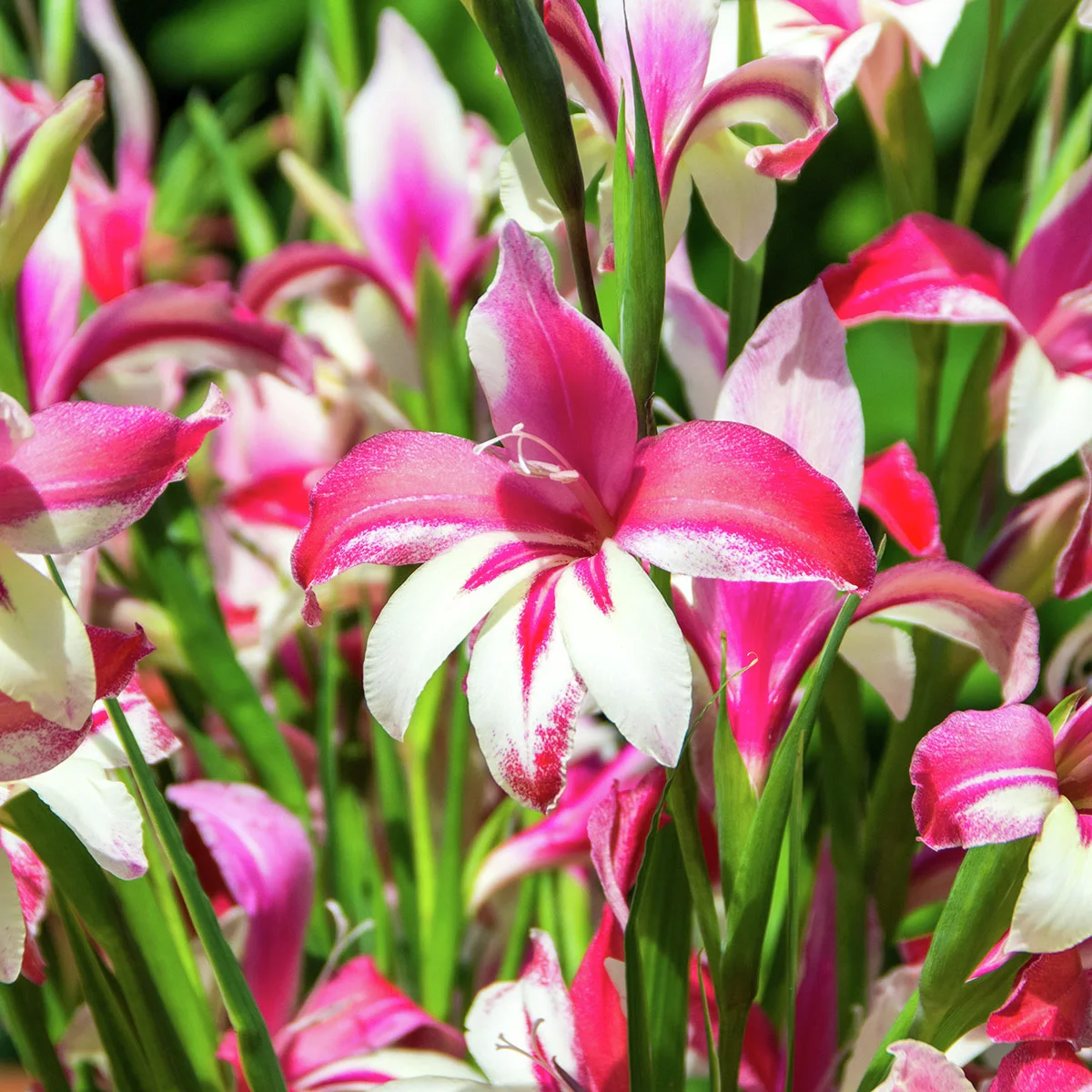 Winterharte Zwerg-Gladiole Galaxian