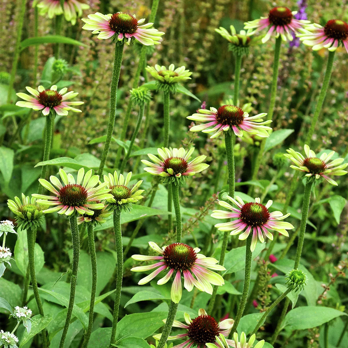 Sonnenhut Green Twister