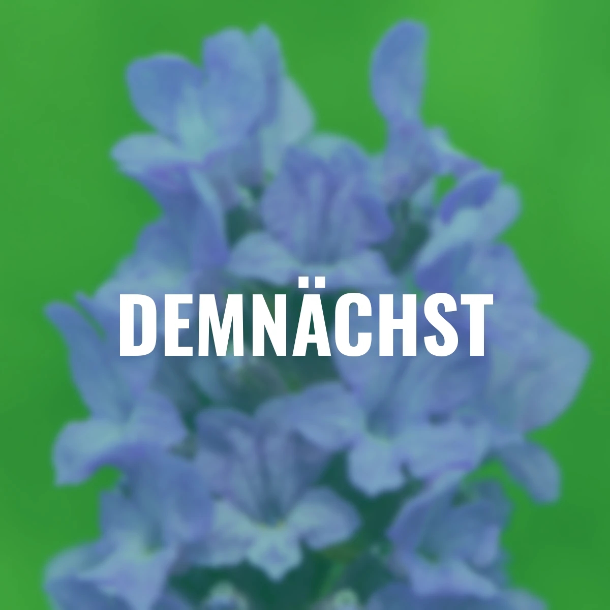 Englischer Lavendel Lavenite Petite