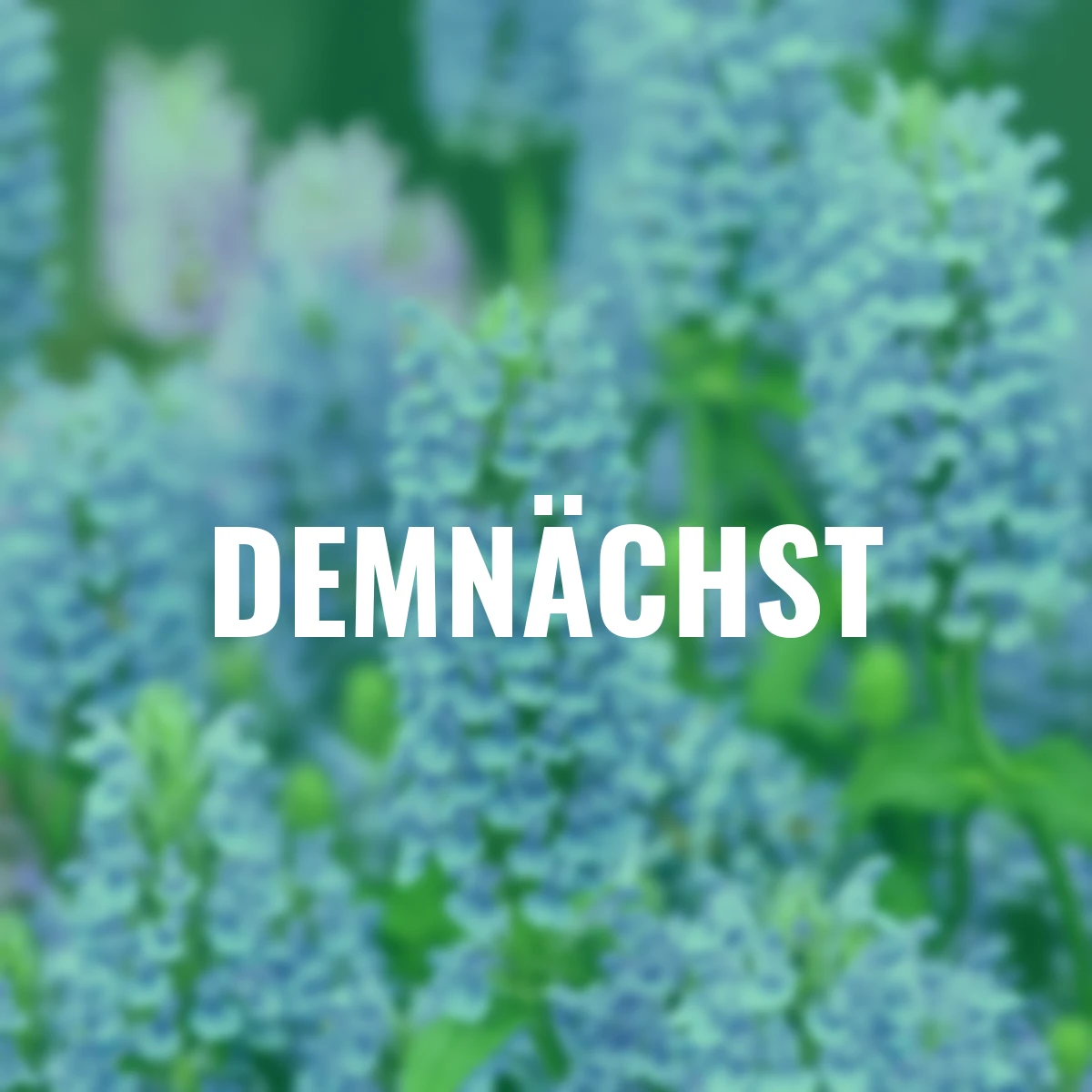 Kaschmirminze Blue Moon