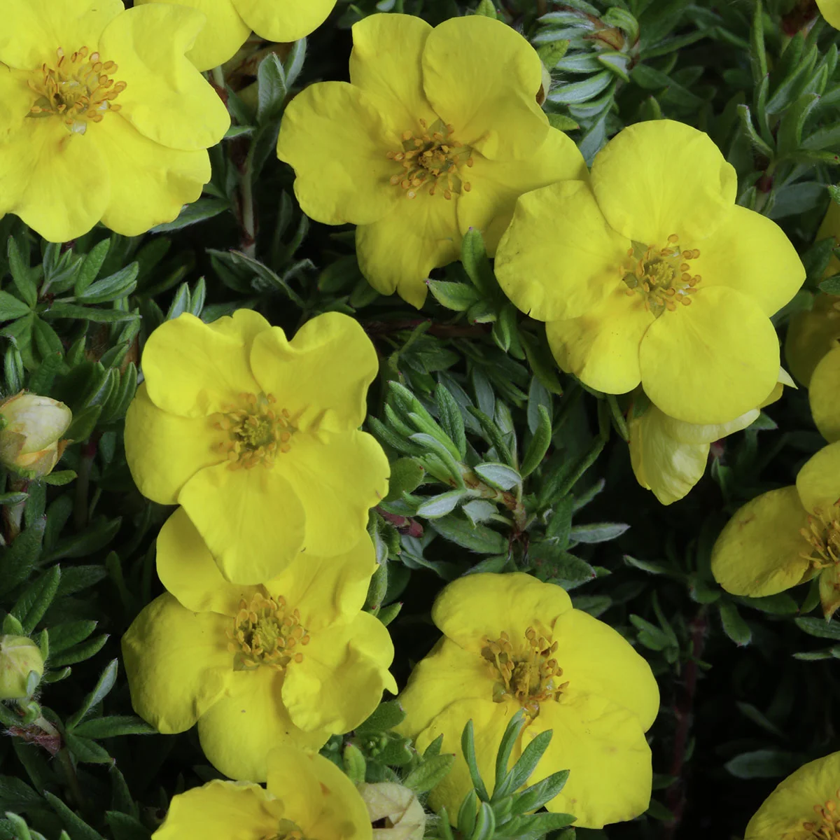 Fingerstrauch Kobold