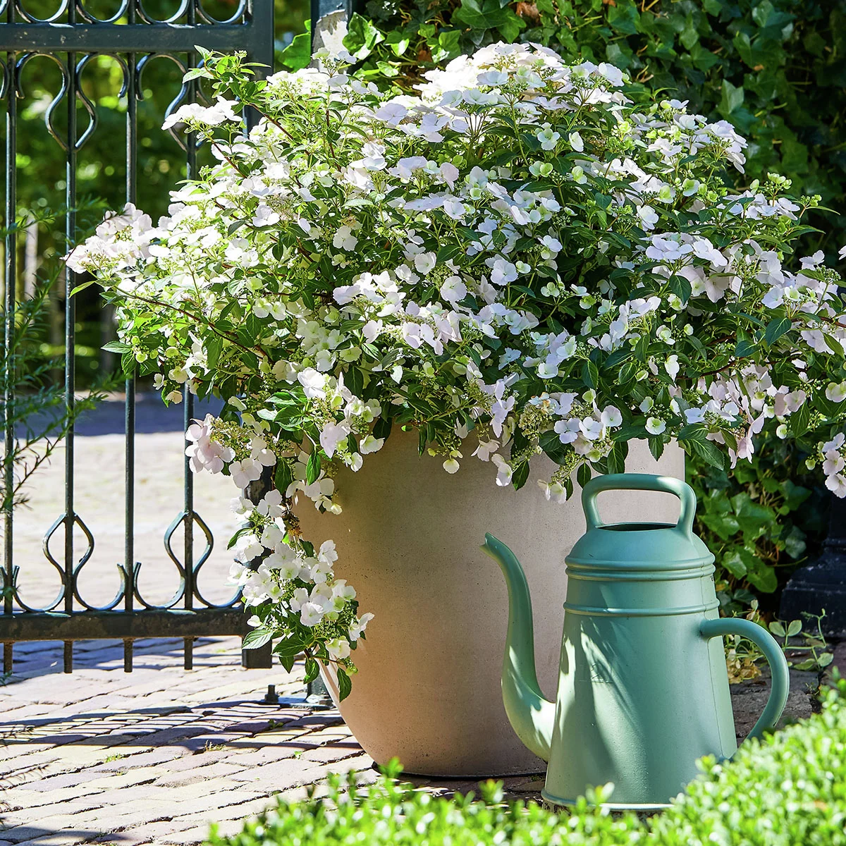 Girlanden-Hortensie Runaway Bride® Snow White, im ca. 13 cm-Topf