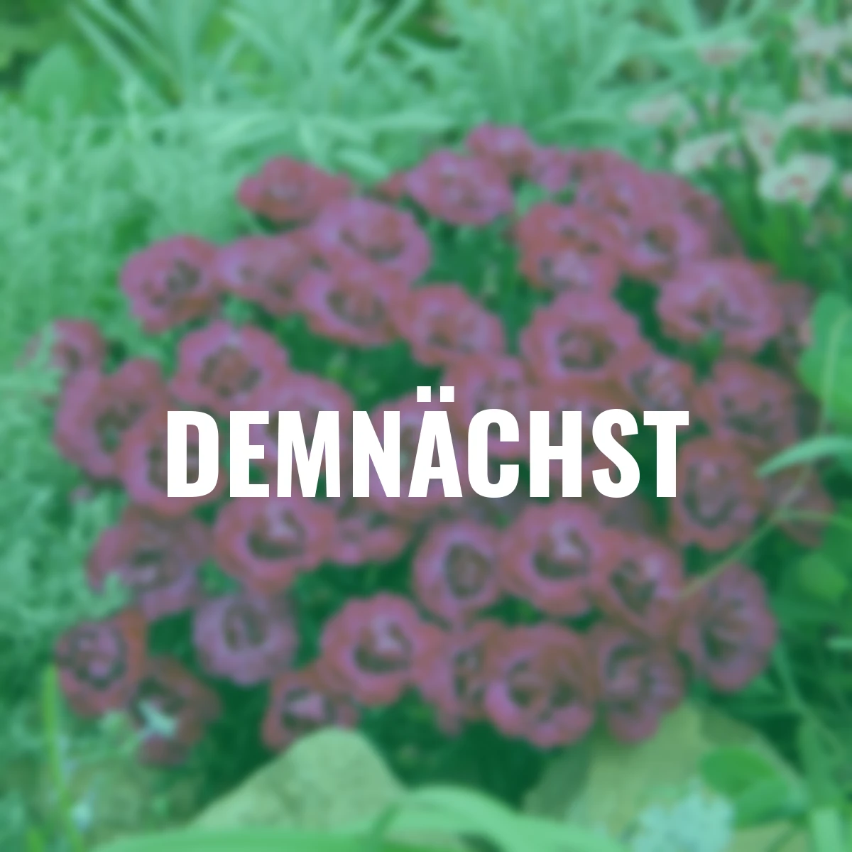 Gartennelke Early Love