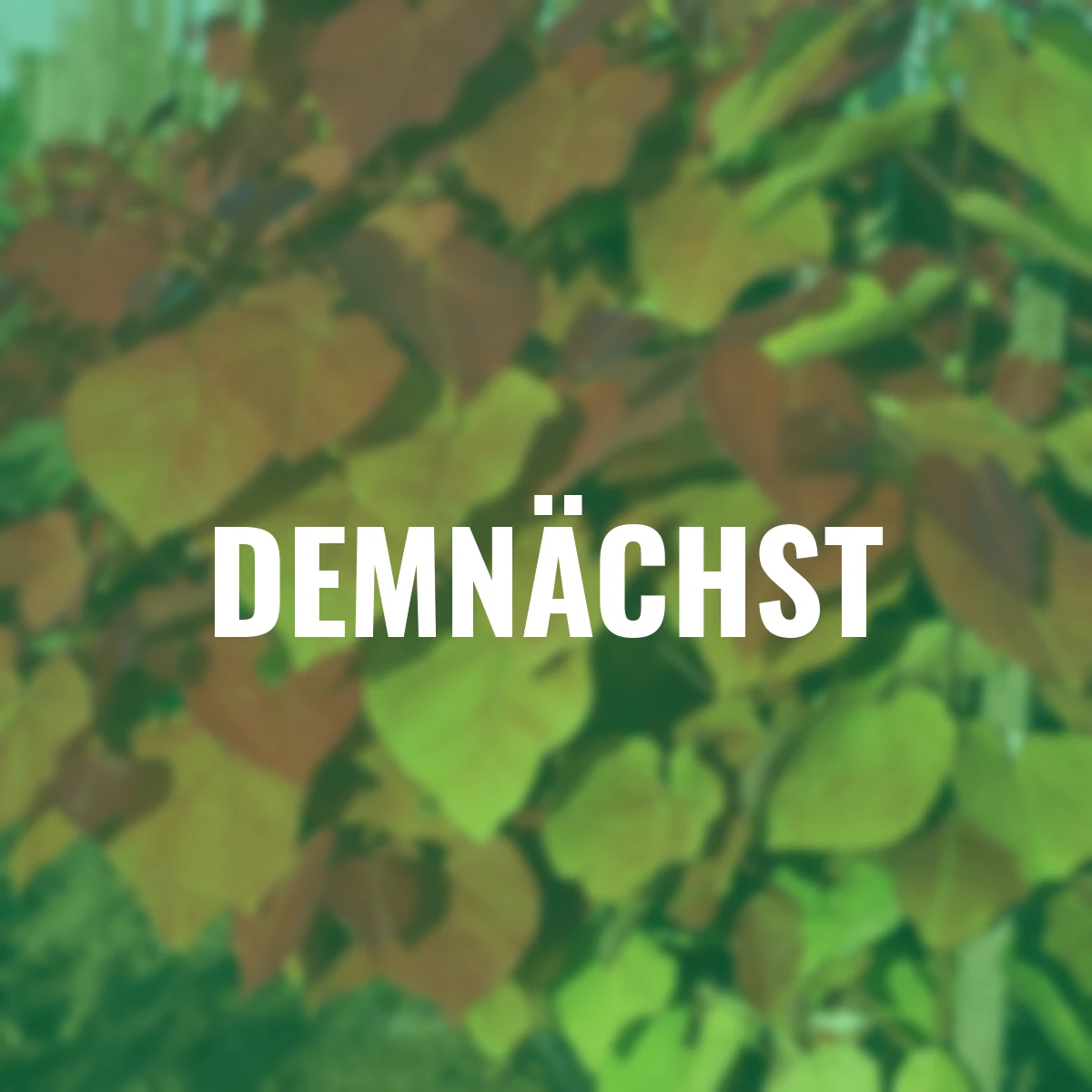 Judasbaum Eternal Flame